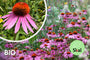 Bio-Sonnenhut - Echinacea purpurea 'Magnus' TIPP Bio-Sonnenhut - Echinacea purpurea 'Magnus' TIPP