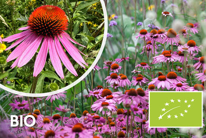 Bio Purpur-Sonnenhut - Echinacea purpurea 'Magnus'