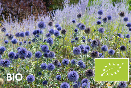 Bio-Kugeldistel - Echinops ritro 'Veitch's Blue'