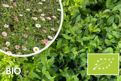 Bio-Mauerfink - Erigeron karvinskianus