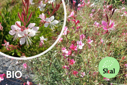 Schöne Bio-Kerze – Gaura lindheimeri „Siskiyou Pink“ TIPP