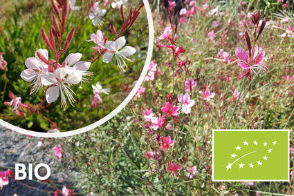 Bio Prachtkerze - Gaura lindheimeri 'Siskiyou Pink'