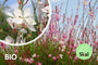 Schöne Bio-Kerze – Gaura lindheimeri. „Wirbelnde Schmetterlinge“ Schöne Bio-Kerze – Gaura lindheimeri. „Wirbelnde Schmetterlinge“