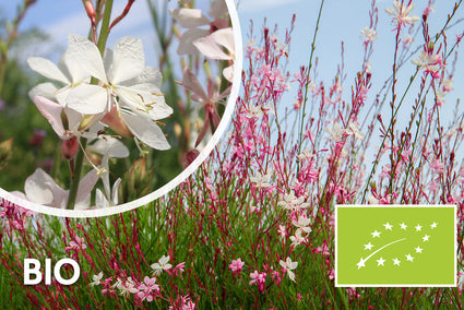 Schöne Bio-Kerze – Gaura lindheimeri. „Wirbelnde Schmetterlinge“