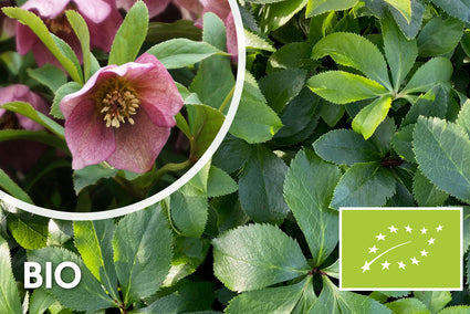 Bio-Orientalische Nieswurz - Helleborus orientalis