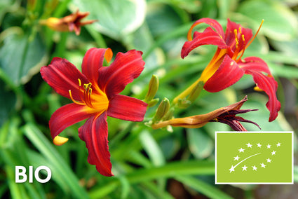 Bio-Taglilie - Hemerocallis 'Crimson Pirate'