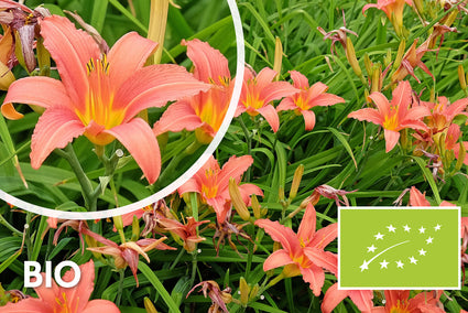 Bio-Taglilie (Pink) - Hemerocallis 'Pink Damask'
