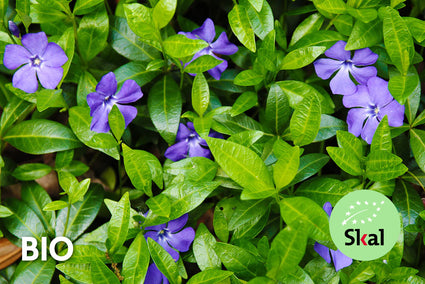 Bio Kleines Immergrün - Vinca minor