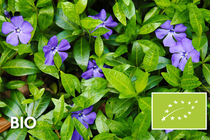 Bio Kleines Immergrün - Vinca minor