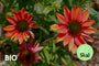 Bio Cockardblume - Gaillardia 'Burgunder' Bio Cockardblume - Gaillardia 'Burgunder'