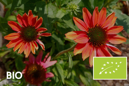 Bio Cockardblume - Gaillardia 'Burgunder'