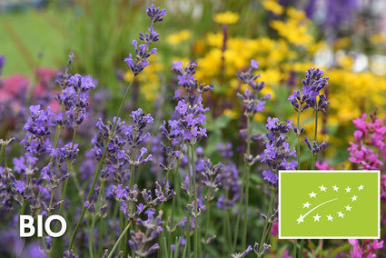 Bio Echter Lavendel - Lavandula angustifolia 'Munstead'