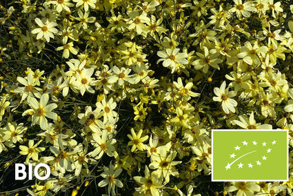 Bio-Mädchenaugen - Coreopsis Verticillata 'Moonbeam'