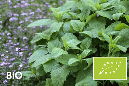 Bio-Zitronenmelisse – Melissa officinalis