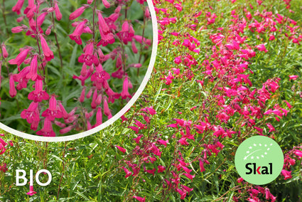 Bio-Schlangenkopf - Penstemon 'Andenk an F. Hahn'