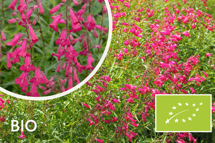 Bio-Schlangenkopf - Penstemon 'Andenk an F. Hahn'