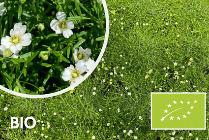 Biologische Pfriemen-Mastkraut - Sagina Subulata