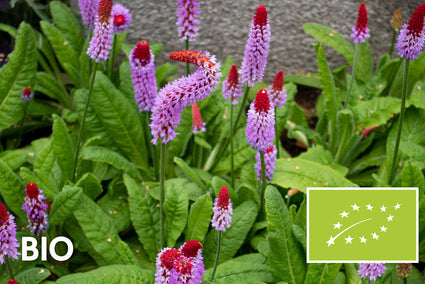 Bio-Orchideenprimel - Primula vialii