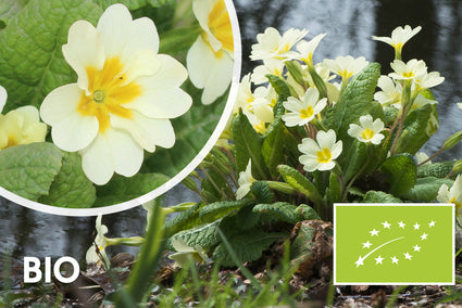 Bio-Primel - Primula vulgaris