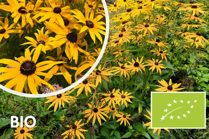 Bio-Gelber Sonnenhut - Rudbeckia Fulgida 'Goldsturm'