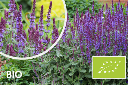 Bio-Salbei - Salvia nemorosa 'Mainacht'
