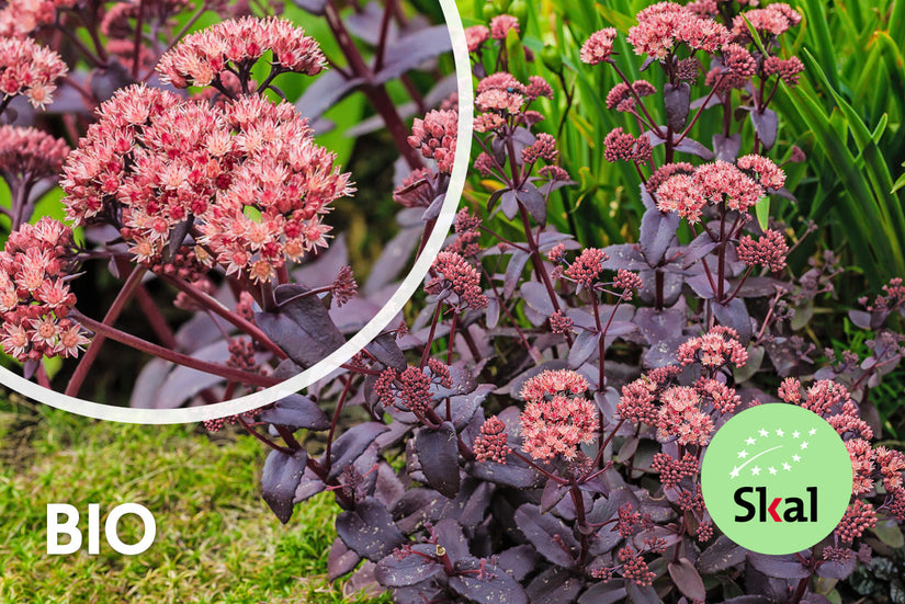 Bio-Fetthenne - Sedum 'Matrona' Bio-Fetthenne - Sedum 'Matrona'