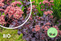 Bio-Fetthenne - Sedum 'Matrona' Bio-Fetthenne - Sedum 'Matrona'