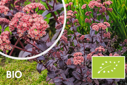 Bio-Fetthenne - Sedum 'Matrona'
