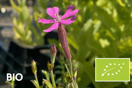 Bio-Himmelrose – Silene schafta