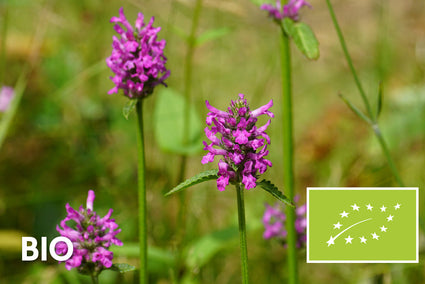 Bio-Andorn (lila) - Stachys monieri 'Hummelo'
