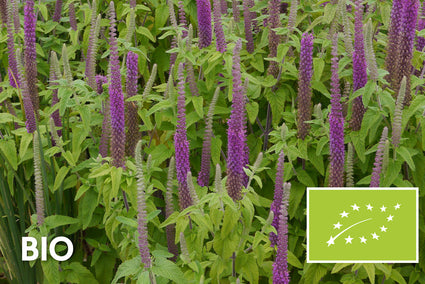 Bio-Gamander - Teucrium hyrcanicum