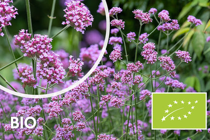 Bio-Eisenkraut (hohe Art 150 cm) – Verbena Bonariensis
