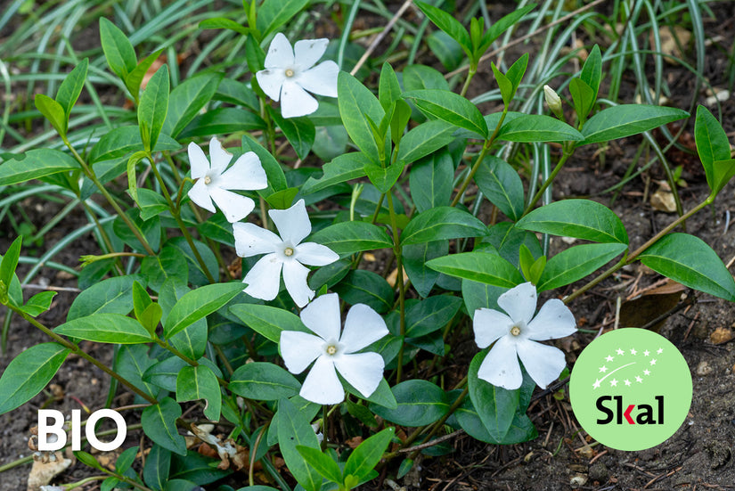 Bio-Kleines Immergrün (Weiß) - Vinca Minor 'Alba' (auch pro/m2) Bio-Kleines Immergrün (Weiß) - Vinca Minor 'Alba' (auch pro/m2)