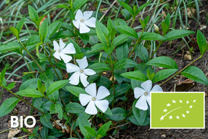 Bio-Kleines Immergrün (Weiß) - Vinca Minor 'Alba' (auch pro/m2)