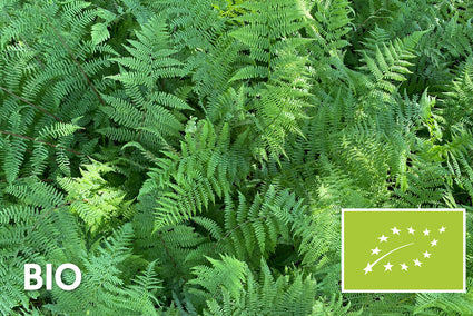 Bio-Weibchenfarn - Athyrium filix-femina