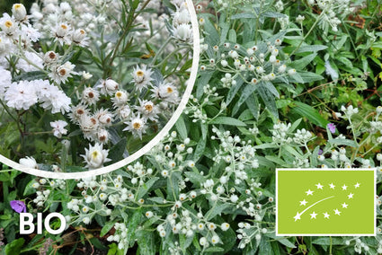 Bio-Weißknoten - Anaphalis triplinervis (Sibirisches Edelweiß)
