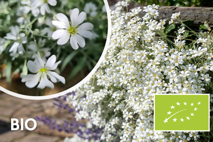 Bio-Filzhornkraut - Cerastium tomentosum