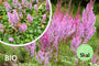 Bio-Muskelstrauch - Astilbe chinensis 'Pumila' Bio-Muskelstrauch - Astilbe chinensis 'Pumila'