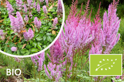 Bio-Muskelstrauch - Astilbe chinensis 'Pumila'