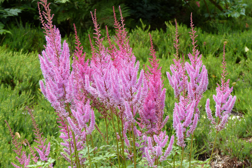 Bio-Muskelstrauch - Astilbe chinensis 'Pumila' Bio-Muskelstrauch - Astilbe chinensis 'Pumila'