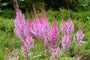 Bio-Muskelstrauch - Astilbe chinensis 'Pumila' Bio-Muskelstrauch - Astilbe chinensis 'Pumila'