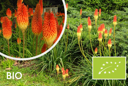 Bio-Feuerpfeil – Kniphofia uvaria