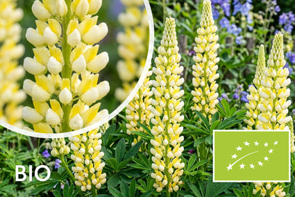 Lupine (Hellgelb) - Lupinus 'Chandelier'