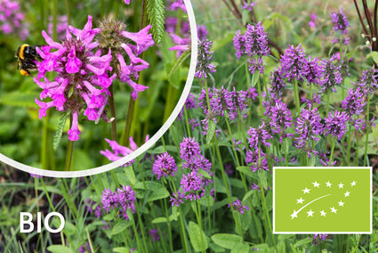 Stachys officinalis - Betonie (einheimisch)