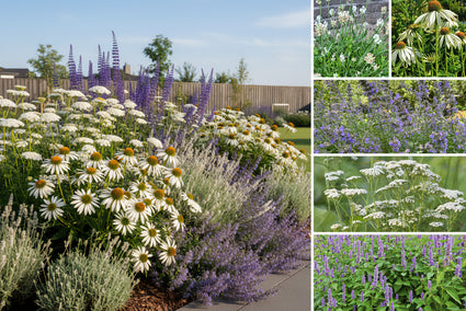 Beetpaket Ellen - Stauden für Bienen - Weiß & Lila - Sonne