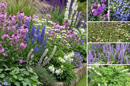 Beetpaket Eltjo - Stauden Blau/Lila & Weiß - Torfboden - Halbschatten & Sonne