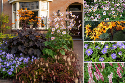 Beetpaket Josefien - Bunte Staudenmischung - Für Halbschatten