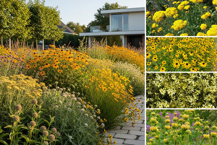 Beetpaket Liza - Stauden Gelb - Präriegarten - So