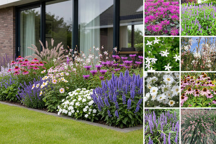 Staudenpaket Luca – Bio-Mehrjahrespflanzenmischung mit schmalem Rand – volle Sonne und Halbschatten – Blau, Lila, Rosa und Weiß