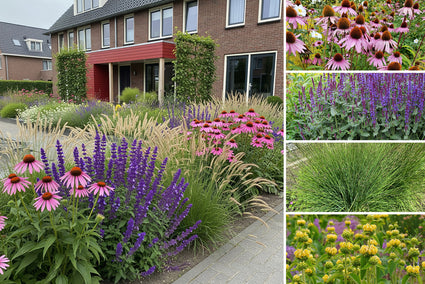 Staudenpaket Mara – Pflegeleichter Präriegarten – Halbschatten und Sonne